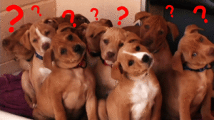 gif, puppies, confused
